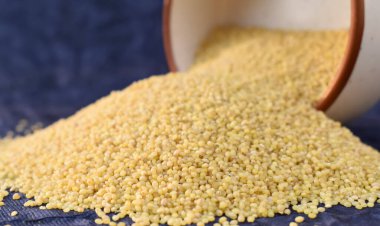 Kaseden dökülen tilki kuyruklu Millet tanelerinin yakın plan fotoğrafı. Millet, sağlıklı yiyecekler..