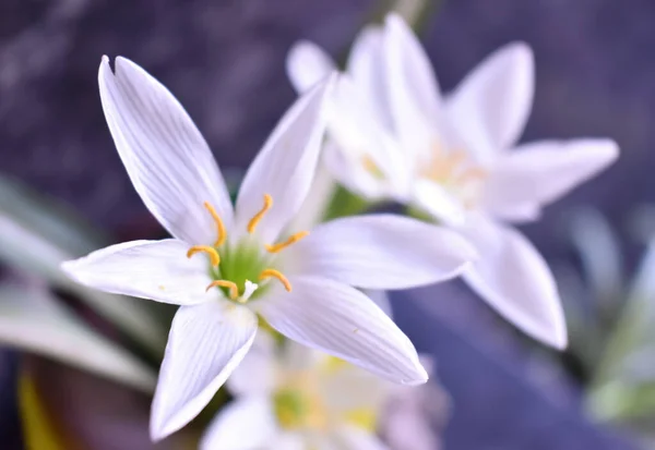 花束に使用される白い雨ユリの花の選択的なフォーカスのクローズアップ写真 — ストック写真