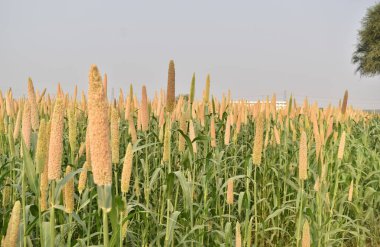 Hindistan 'daki Millet çiftliğinin Sky' a karşı bir resmi. Millet ve mısır Hindistan 'ın büyük bir bölümünde yetişir.