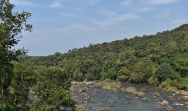 Sıcak ve güneşli bir günde ormanla çevrili bir nehrin yakın çekimi.