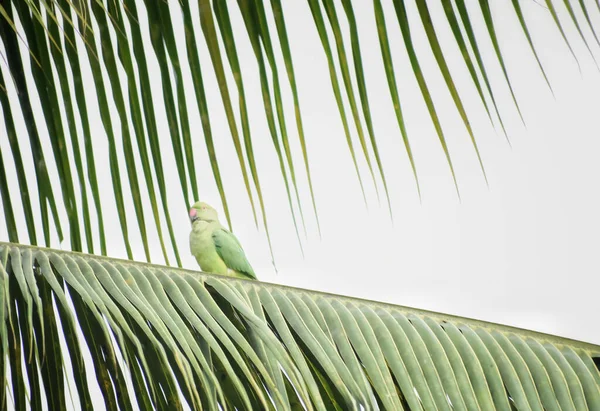 Hindistan Cevizi Yapraklarının Üzerinde Oturan Papağanın Yakın Plan Fotoğrafı — Stok fotoğraf