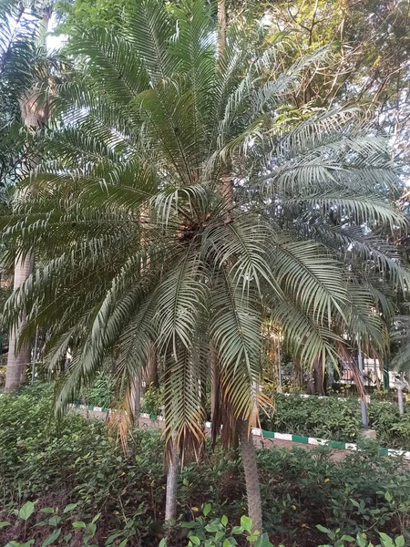 Palma Robelina adında güzel bir palmiye ağacı Hindistan 'da, Bahçede ya da halka açık bir parkta yetişir..