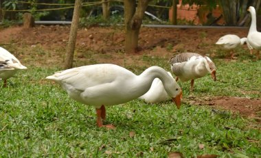Bahçedeki çimlerin üzerinde duran evcil bir kazın yakın plan fotoğrafı..