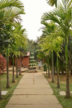 Halka açık bir bahçede, iki tarafında Palm Plants olan patikanın yakın plan fotoğrafı..