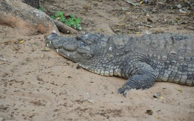 Hindistan, Mahabalipuram 'da bir göletin önünde yatan bir timsahın güzel bir resmi.