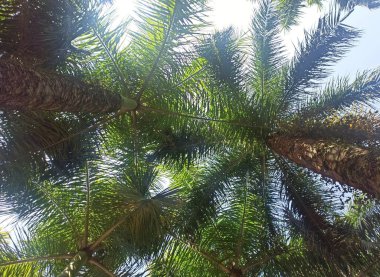 Hindistan 'daki Botanik Bahçesi' ndeki Palmiye ağaçlarından ya da Roystonea oleracea 'dan oluşan eşsiz bir tepe örtüsü..