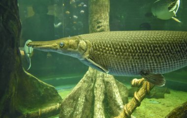 Akvaryumdaki timsah gar türünün yakın plan fotoğrafı.