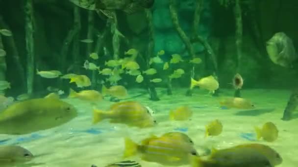 Красиве Відео Риб Які Плавають Акваріумі — стокове відео
