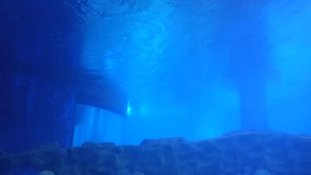 Ένα Κοντινό Βίντεο Έναν Καρχαρία Κολυμπάει Ένα Εσωτερικό Ενυδρείο — Αρχείο Βίντεο