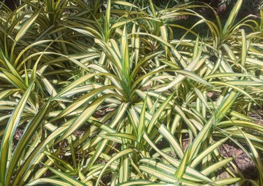 Yerde büyüyen ve üzerine güneş ışığı düşen bir örümcek bitkisinin yakın plan fotoğrafı..