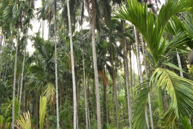 Karnataka 'nın kıyı bölgesindeki bir Areca ağaç plantasyonunun manzarası..