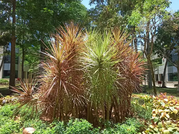 Açık Bahçe 'de Dracaena Marginata Koloram Fabrikası. Ayrıca Ejderha Bitkisi olarak da bilinir.