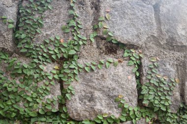 Taştan bir duvarda büyüyen dağcıların yakın plan fotoğrafı..