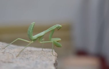 Bir bahçede kayalık bir yüzey üzerinde oturan sıradan bir Miomantis 'in yakın plan fotoğrafı. Buna genelde çim biçici denir.