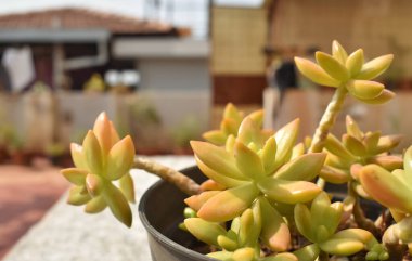 Sedum Adolphi veya Copperstone veya Stonecrop veya Golddensedum sulu bitkiler bir bahçede beyaz bir tencerede.