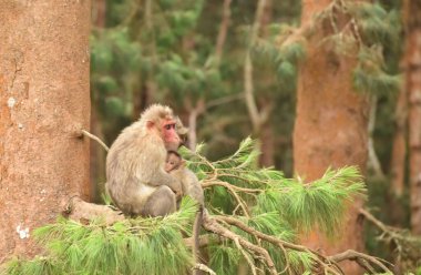 Rhesus Macaque Maymunu 'nun Hindistan' ın Ooty kentindeki bir çam ağacında bebeğiyle çekilmiş yakın plan fotoğrafı..