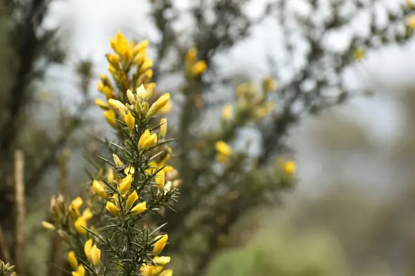 Genellikle Gorse, Furze veya Whin olarak adlandırılan Ulex europaeus adlı küçük sarı çiçeğin yakın plan resmi..