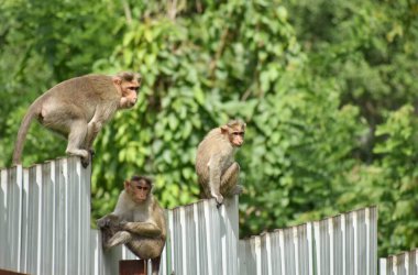 Hindistan 'ın Ooty kentindeki Açık Uzayda pek çok Rhesus Macaque Maymunu' nun yakın plan fotoğrafı..