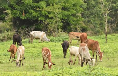 Kızıl Sindhi, Zebu ve Tharparkar gibi çeşitli yerli ineklerin yakın plan fotoğrafı.