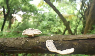 Trametes ergenlik çağındaki mantar türü bir mantar resmi ahşap bir kabuğun üzerinde yetişir..