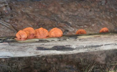 Ganoderma Lucidum mantarının bir görüntüsü ahşap bir kabukta yetişir.