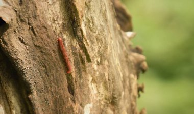 Paslı bir kırkayağın ya da ormanda ağaç kabuğunda sürünen sıradan bir Asyalı kırkayağın yakın plan fotoğrafı..