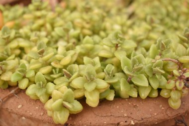 Bahçedeki bir tencerede Coleus Socotranus adında yeşil bir sürüngenin yakın plan görüntüsü.