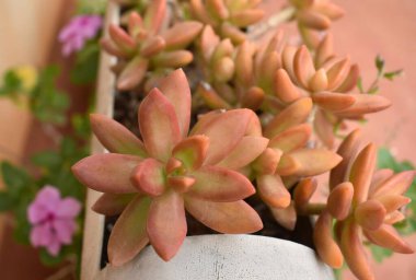 Garden 'da sedum adolphi adlı yaygın bir sulu görüntünün yakın plan görüntüsü