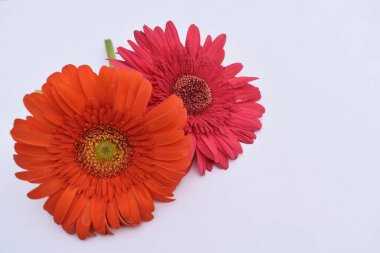 Beyaz arka planda bir çift Barberton Daisy çiçeği