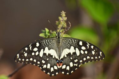 Limonlu kelebeğin ya da limonlu kelebeğin Hindistan 'da yaygın olarak görülen yakın plan görüntüsü.