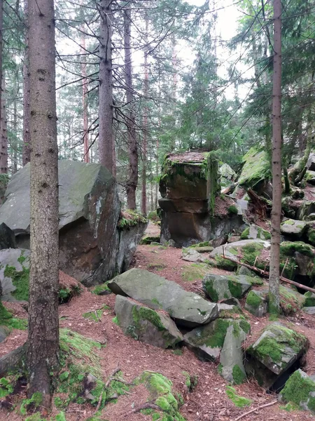 stock image a huge stones in a forest