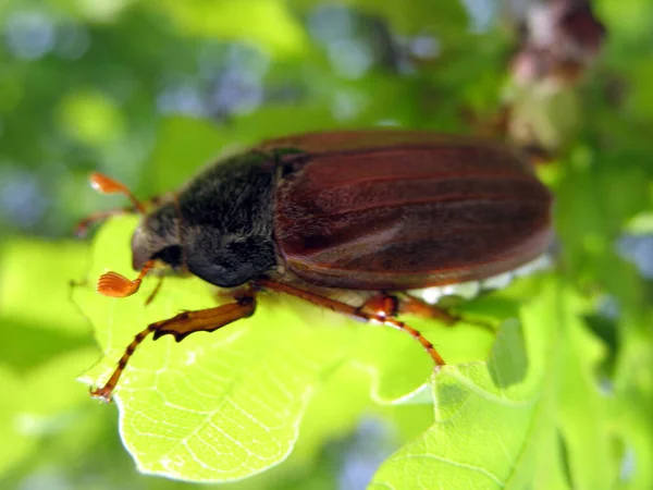 Käfer Auf Einem Blatt — Stockfoto