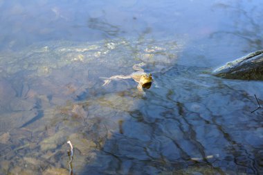 Kurbağa güneşin tadını çıkarıyor.