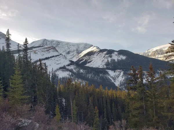 Karla Kaplı Ağaçları Olan Güzel Bir Manzara — Stok fotoğraf