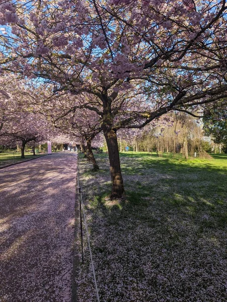 Belas Flores Cerejeira Parque — Fotografia de Stock