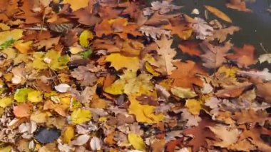 Düşen yapraklar su yüzeyinde sallanır. Dinlenme zamanı..