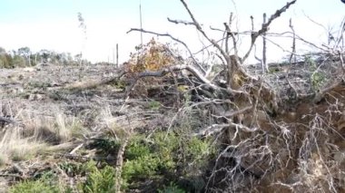 2022 Ormanı kurutma ve kabuk böceği tarafından yok edildi, Ekim, Almanya