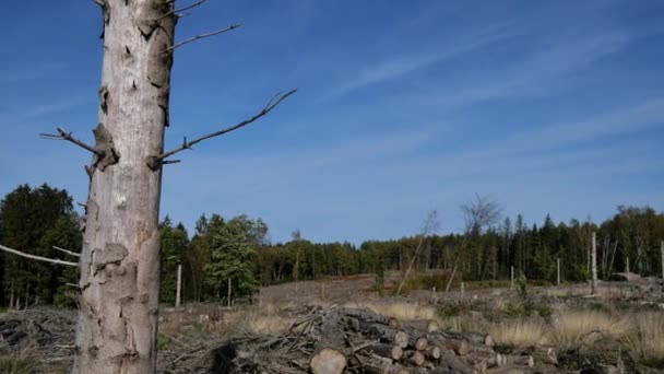 Skogen 2022 Förstörd Genom Uttorkning Och Barkborre Oktober Tyskland — Stockvideo