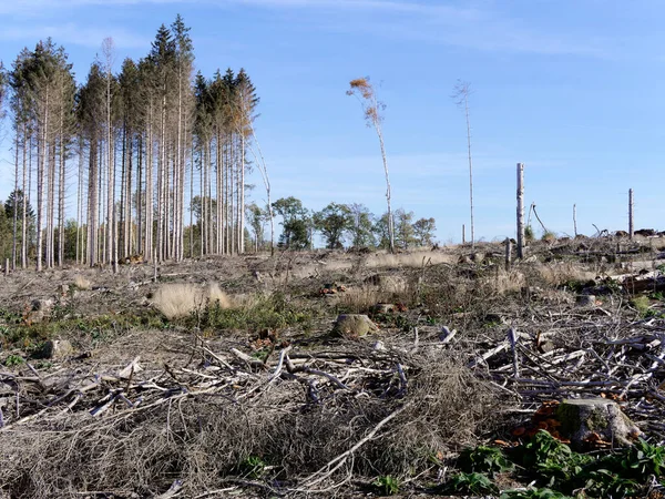 Лес 2022 Уничтоженный Жуком Короедом Октябрь Германия — стоковое фото
