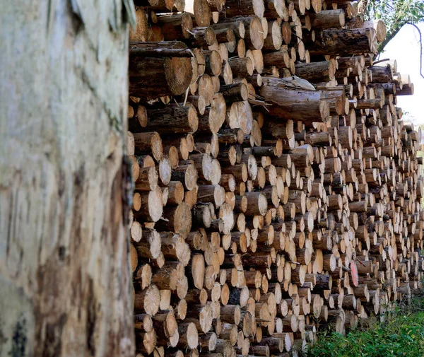 Ormanda kesilmiş kereste yığını, kesilmiş ağaç gövdeleri, orman.