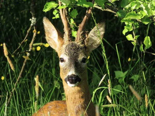 Vahşi doğada bir çaylak kaçmadan kameraya bakar..