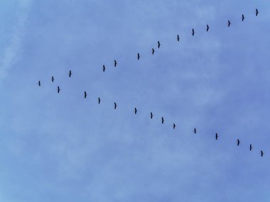 Turnalar güneye, kış bölgelerine uçarlar. Altena, Almanya 'da görüldü.