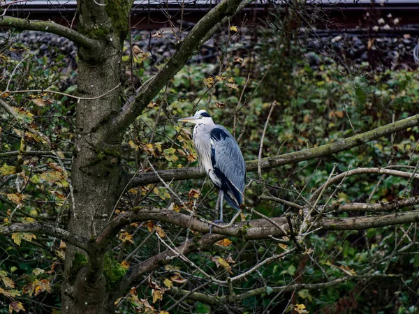Altena, Almanya 'da Lenne nehrinin kıyısında bir dalda gri bir balıkçıl oturuyor..