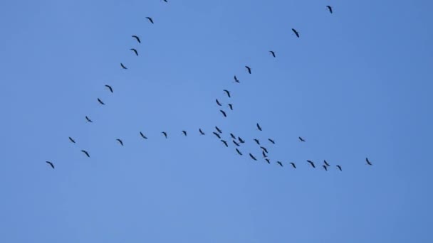 鶴は南の越冬地へ飛ぶ ドイツのアルテナで見られる — ストック動画