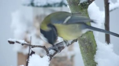 great tit eating in the snow on a balcony, Altena, Germany