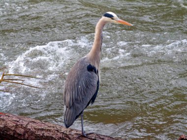 Gray heron stands on one leg on a log in a river
