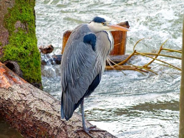 Gray heron stands on one leg on a log in a river