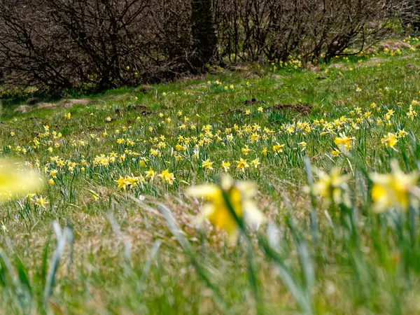 Narcissus meadow in the Eifel National Park, Germany, around six million small wild daffodils