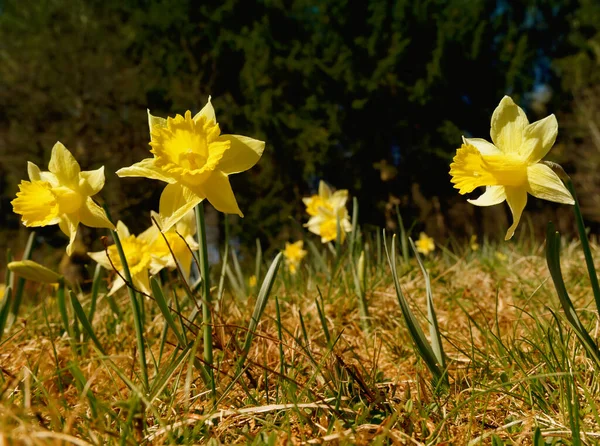 Narcissus meadow in the Eifel National Park, Germany, around six million small wild daffodils