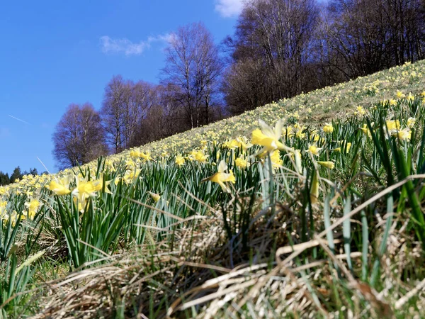 Narcissus meadow in the Eifel National Park, Germany, around six million small wild daffodils
